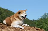 AKITA INU 444